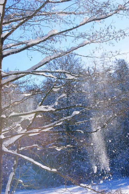 Žiema, Medis, Medžiai, Sniegas, Dangus, Mėlynas