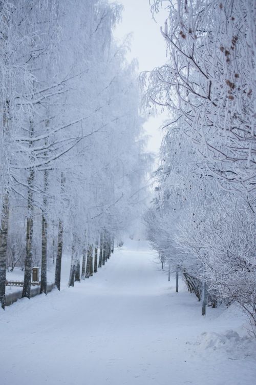 Žiema, Sniegas, Kelias, Medžiai, Šaltis, Balta, Tiesus, Perspektyva