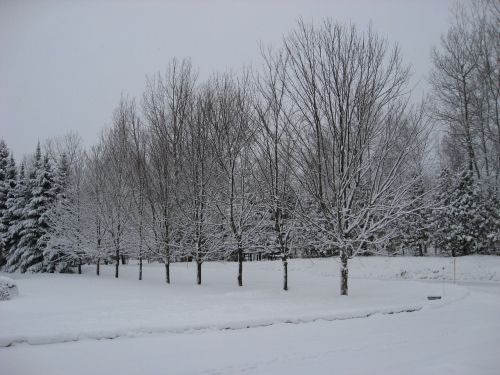 Žiema, Medis, Sniegas