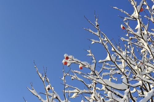 Žiema, Žiemos Medis, Sniegas, Serbentai, Persikus