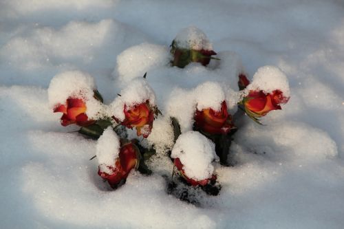 Žiema, Kapinės, Sniegas, Gamta, Padengtas, Rožės