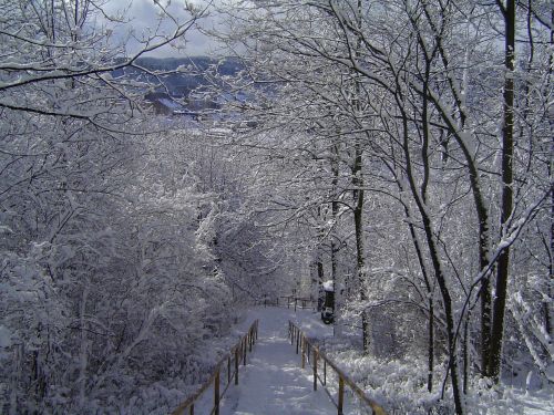 Žiema, Gamta, Medis, Balta, Medžiai, Šaltis, Sniegas, Šaltas, Parkas, Miškas, Peizažas, Lenkija