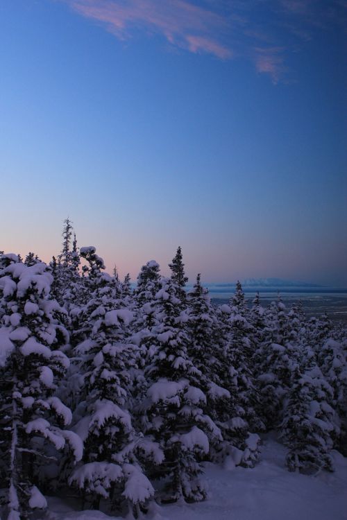 Žiema, Medžiai, Alaska, Lokys Slėnis, Snieguotas, Ledas, Kristalai, Dribsniai, Padengtas, Ledinis, Sušaldyta, Užšaldymas, Užšąla, Šaltas, Oras, Klimatas, Sezonai, Sezoninis, Žalias, Lapai, Flora, Mėlynas, Dangus, Vaizdingas, Peizažas, Sniegas, Filialai