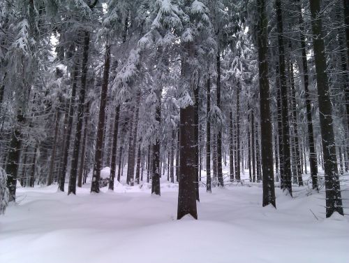 Žiema, Miškas, Sniegas, Medžiai, Snieguotas, Šaltas