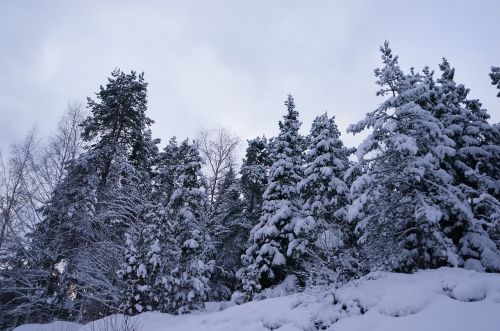 Žiema, Miškas, Sniegas, Peizažai, Sriegiuotas, Švedija, Švedijos Gamta, Metų Laikas
