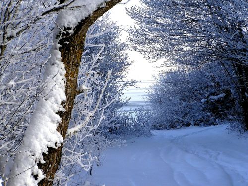 Žiema, Sniegas, Takas, Medis