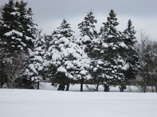 Žiema, Sniegas, Newfoundland, Sezonas, Kraštovaizdis, Gamta, Lanko Parkas, Medis, Peizažas