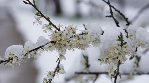 Žiemos Sprogimas, Gėlės, Žiema, Pavasaris, Sniegas, Gėlė, Šaltas, Atnaujintas Wintereinbruch, Balandžio Mėn. Oras