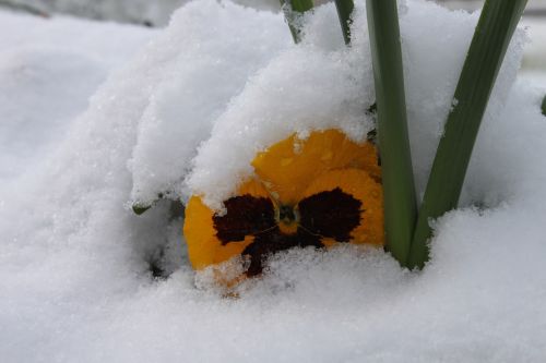 Žiemos Šaltis, Sniegas, Gėlė