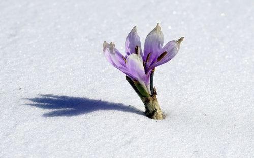 Žiemos Gėlė, Sniegas, Botanika, Šaltas, Gamta, Žydėjimas