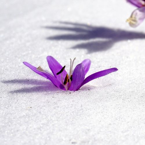 Žiemos Gėlė, Sniegas, Botanika, Žydėjimas, Gamta