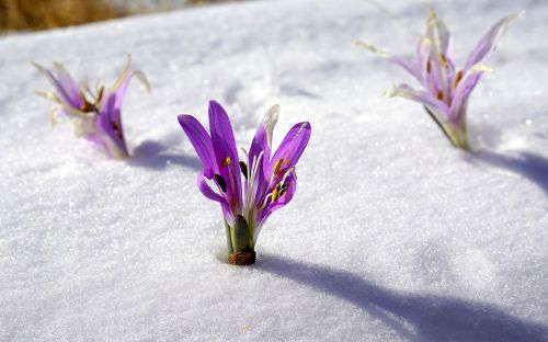 Žiemos Gėlės, Sniegas, Botanika, Žydėjimas, Gamta
