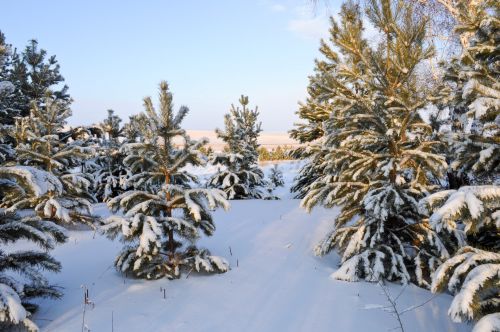 Žiema,  Gamta,  Miškas,  Medžiai,  Sniegas,  Šaltis,  Žiemos Miškas 3