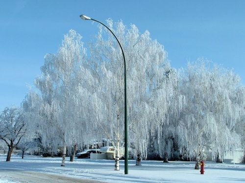 Žiemos Šalčio Medžiai, Kanada, Gamta, Grožis