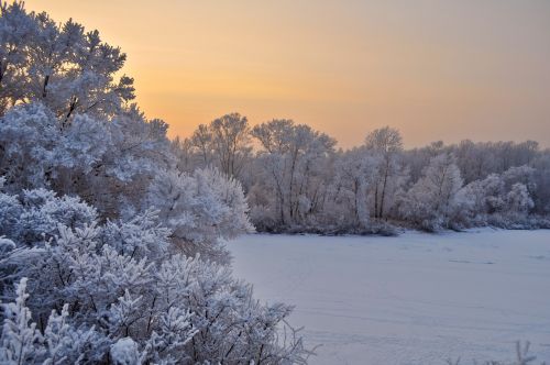 Sniegas,  Medžiai,  Saulėlydis,  Žiema,  Kalėdos,  Filialai,  Šaltas,  Vakaras,  Žiemos Peizažas