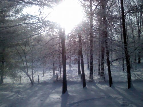 Saulė,  Medžiai,  Sniegas,  Žiemos Saulė