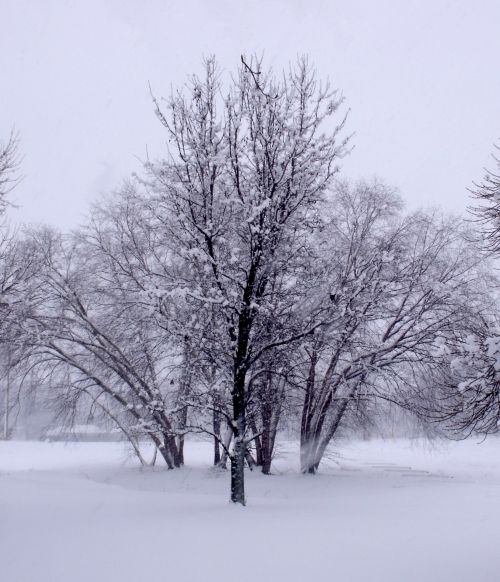 Žiema,  Medžiai,  Šaltas,  Sniegas,  Žiemos Medžiai
