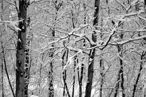 Medžiai,  Žiema,  Sniegas,  Gamta,  Žiemos Medžiai