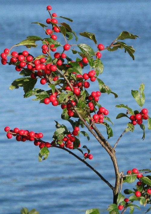 Winterberry, Ilex Verticillata, Grackle Sala, Elnias Roko Ežeras, Ontarijas, Kanada