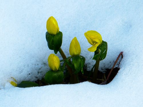 Žiemą, Eranthis Hyemalis, Sniegas, Ankstyvas Bloomer, Gėlė, Geltona, Žiedas, Žydėti, Gamta, Hahnenhussgewaechs