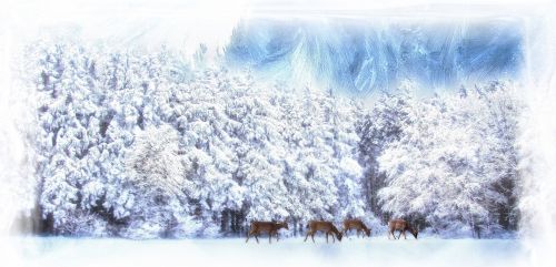 Žiema,  Gamta,  Laukinė Gamta,  Miškas,  Laistymas,  Minkštas,  Sniegas,  Medžiai,  Elnias,  Winterwood