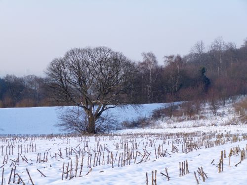 Žiemą, Lauke, Gamta