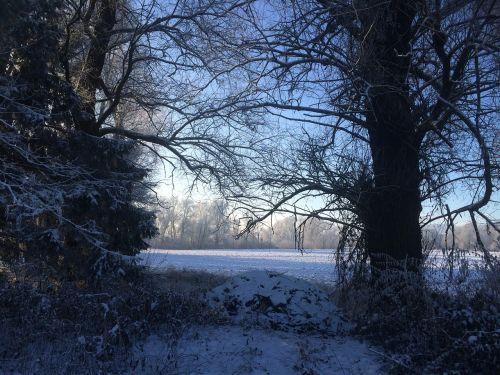 Žiemą, Sniegas, Morgenstimmung Žiemą, Medžiai