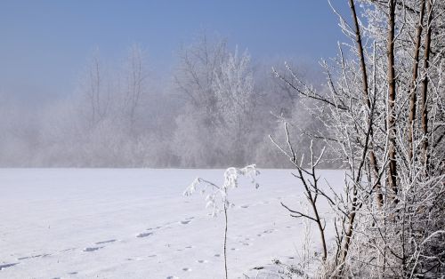 Žiemą, Medžiai, Žiemos Nuotaika, Sniegas, Šaltas