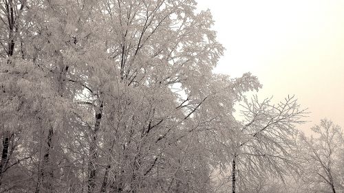 Žiemą, Žiema, Auskaras, Sušaldyta