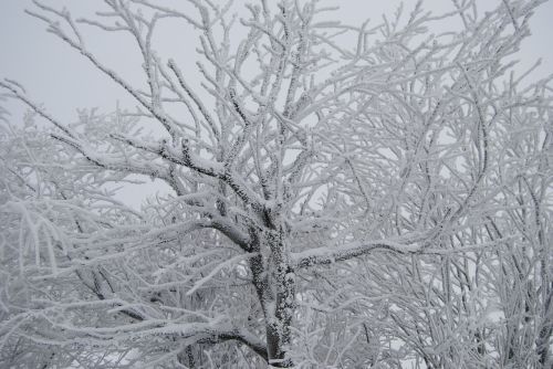 Žiemą, Medis, Sniegas, Žiemos Nuotaika