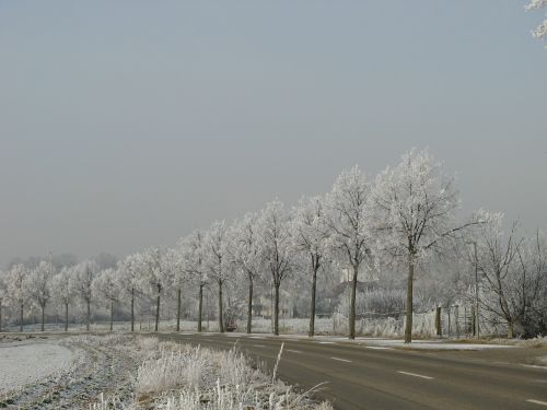 Žiemą, Auskaras, Medžiai, Denzlingen