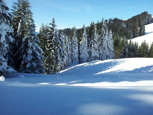 Žiemą, Žiema, Alpių, Miškas, Sniegas, Schee Batų Žygiai, Zugerbergbahn