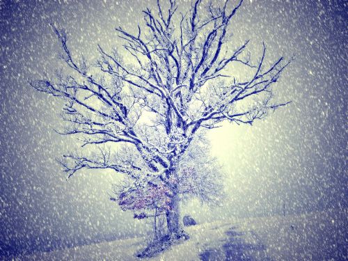 Žiemą, Sniegas, Medis, Šviesa