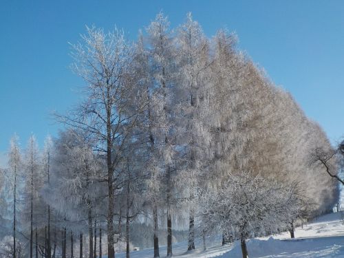 Žiemą, Sniegas, Šaltis, Saulės Šviesa, Nuotaika