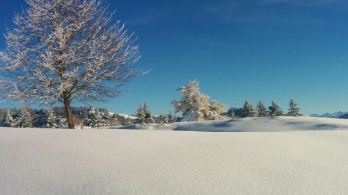 Žiemą, Medis, Šveicarija, Mėlynas, Balta, Sniegas