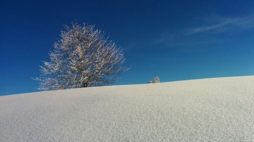 Žiemą, Medis, Šveicarija, Mėlynas, Balta, Sniegas