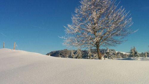 Žiemą, Medis, Šveicarija, Mėlynas, Balta, Sniegas