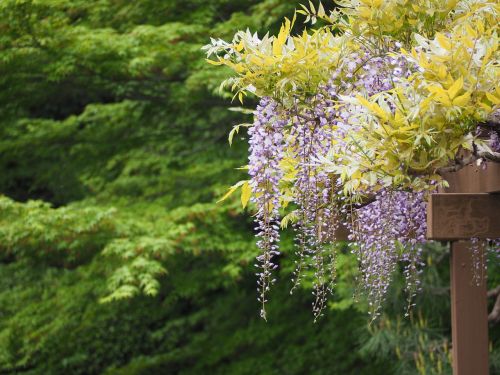Wisteria, Wisteria Trellis, Gėlės, Japonija