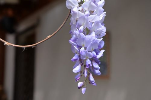 Wisteria Sinensis, Gėlė, Violetinė, Violetinė