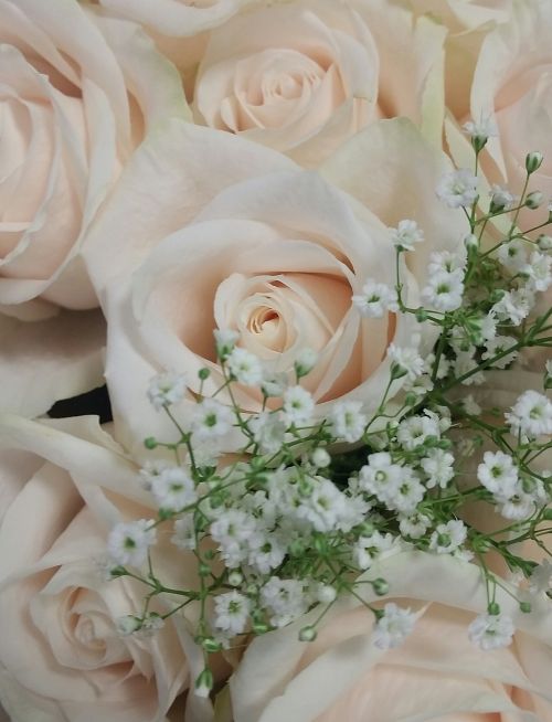 Su Rožėmis, Baltos Gėlės, Rožės