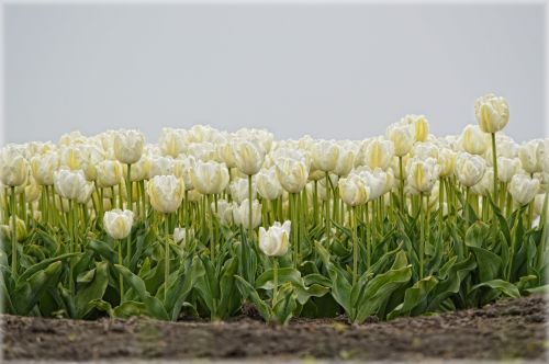 Tulpės,  Holland,  Geltona,  Gėlės,  Gamta,  Pavasaris,  Balti Tulpės