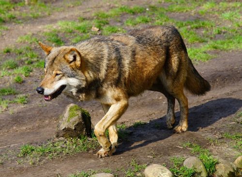 Vilkas, Plėšrūnas, Laukinis Gyvūnas, Gyvūnų Pasaulis, Gamta, Supakuoti Gyvūną, Canis Lupus, Neramus, Gyvūnas, Žinduolis, Apsaugotas, Uždaryti