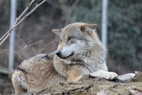 Vilkas, Laukinis Gyvūnas, Laukinio Gyvenimo Parkas, Canis Lupus