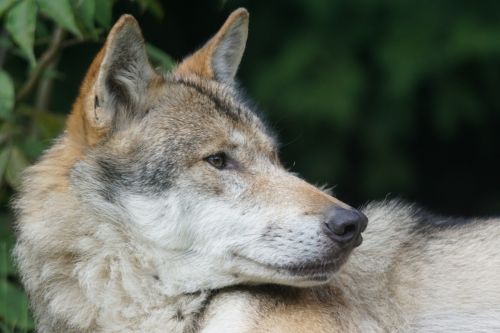 Vilkas, Plėšrūnas, Europinis Vilkas, Neveikiantis, Dėmesio, Mėsėdžiai, Laukinės Gamtos Fotografija, Portretas, Canis Lupus