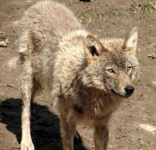 Vilkas, Canis Lupus, Gyvūnas
