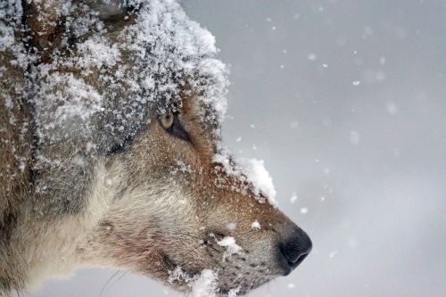 Vilkas, Plėšrūnas, Eurazinis Vilkas, Supakuoti Gyvūną, Vilkų Galva, Sniegas, Žiema, Šaltas, Laukinės Gamtos Fotografija