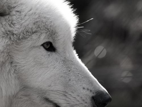 Vilkas, Polarwolf, Laukinis Gyvūnas, Akis, Uždaryti, Laukinio Gyvenimo Parkas, Kailis, Veidas, Gyvūnų Portretas