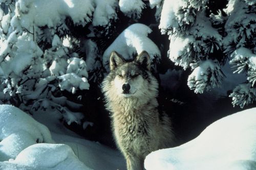 Vilkas, Canis Lupus, Sniegas, Laukinė Gamta, Žinduolis, Plėšrūnas, Žiema, Gamta, Mėsėdis