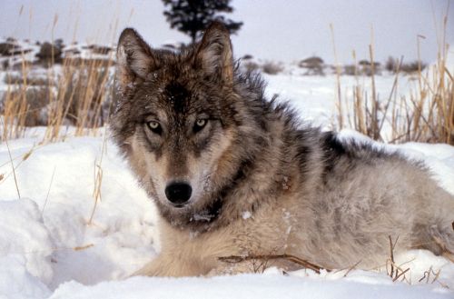 Vilkas, Šunys, Sniegas, Žiema, Šaltas, Žinduolis, Gamta, Laukiniai, Kailis, Plėšrūnas, Laukinė Gamta, Canis Lupus