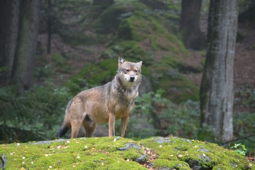 Vilkas, Bavarijos Nacionalinis Parkas, Alfa Šuo, Plėšrūnas, Laukiniai, Miškas, Gyvūnas, Gamta, Canis Lupus